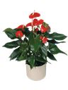 Pianta di anthurium rosso